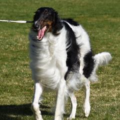 Borzois and Silken Windhounds from Gwen Little's Borzois and Silken Windhounds
