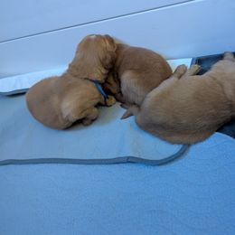 Golden Retriever Puppies from Floden Farm Golden Retrievers