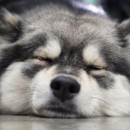 Finnish Lapphunds from Taika Kennel
