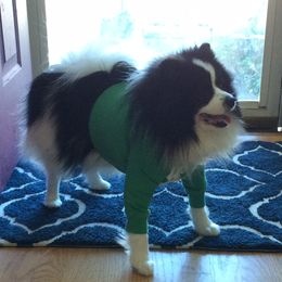Pepper - Pomeranian