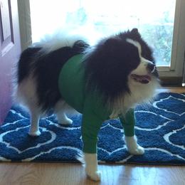 Pepper - Pomeranian