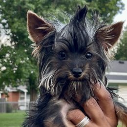 Toy Australian Shepherds and Yorkshire Terriers from DK’s Littles & Co