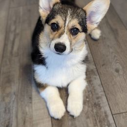Pembroke Welsh Corgi All Grown Up from H Patisserie Corgis