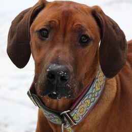 Rhodesian Ridgebacks from Glass Creek Kennels