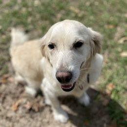 Shanya  - Golden Retriever