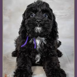 Morticia - Black female Cockapoo puppy in Connersville, Indiana from Deaz Doodle Ranch