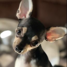 Chihuahua Puppies from Jersey’s Tiny Tails Chihuahuas