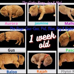 Poodle Puppies from Derby Family Poodle