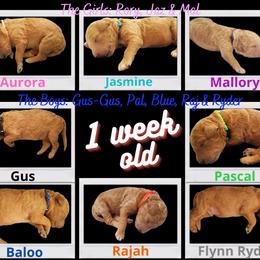 Poodle Puppies from Derby Family Poodle