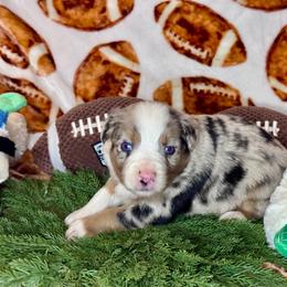 Spike - Blue merle male Australian Shepherd puppy in California from Eagle River Aussies