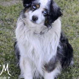 Miniature Australian Shepherds and Toy Australian Shepherds from CM Ranch Aussies