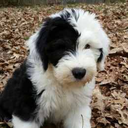 Old English Sheepdog Puppies from Phoenix Old English Sheepdogs