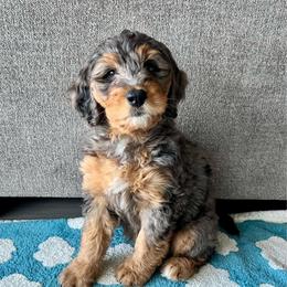 Stella - Blue merle female Bernedoodle puppy in Nampa, Idaho from Ember Skies Doodles