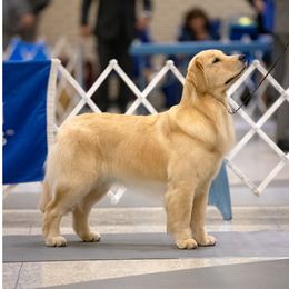 Journey - Golden Retriever