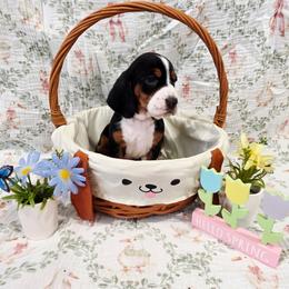 Princess - Black brown and white female Basset Hound puppy in Bellaire, Ohio from Blessed Bassets