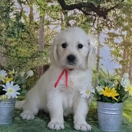 Red - Light golden female Golden Retriever puppy in Salem, Ohio from Golden Pride Retrievers