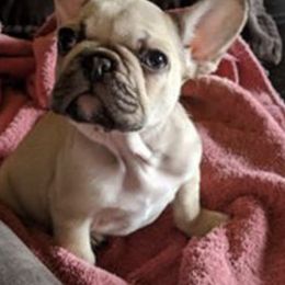 French Bulldog Puppies from Kelly Bulldogs