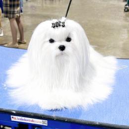 Whisper - Maltese