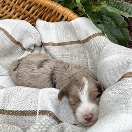Sunny - female Australian Mountain Doodle puppy in Tryon, North Carolina from Melrose Mountain Farm