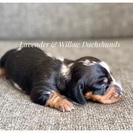 Dachshund Puppies from Lavender and Willow Dachshunds