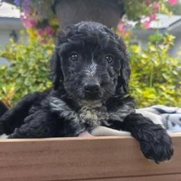 Ohio - Black and white female Aussiedoodle puppy in Blackfoot, Idaho from Draper Mountain Doodles