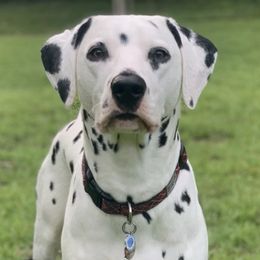 Dalmatians from O’Ceallaigh Dalmatians