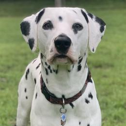 Dalmatians from O’Ceallaigh Dalmatians