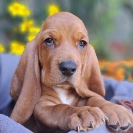 Basset Hound and Beagle Puppies from Orange Mountain Basset Hounds & Beagles