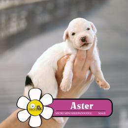 Aster - Black and white male Sheepadoodle puppy in Cleveland, Tennessee from Narrow Path Old English & Sheepadoodles