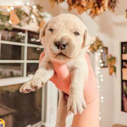 Peppermint - Light golden female Golden Retriever puppy in Mason, Michigan from Sweet Breeze Acres