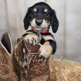 OG1-1 (Red collar) - Black and cream male Dachshund puppy in Martin City, Montana from FleuryDachs