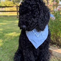 Clark - Black male Double Doodle puppy in Mineola, Texas from ETX Dandy Doodle
