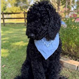 Clark - Black male Double Doodle puppy in Mineola, Texas from ETX Dandy Doodle