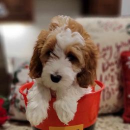 Goldendoodle Puppies from Stacy Warwick