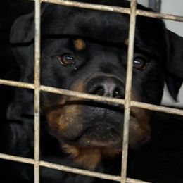 Preston - Rottweiler