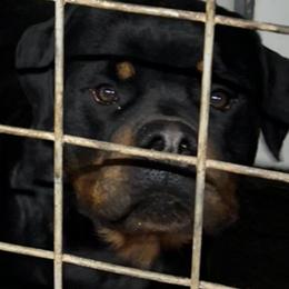 Preston - Rottweiler