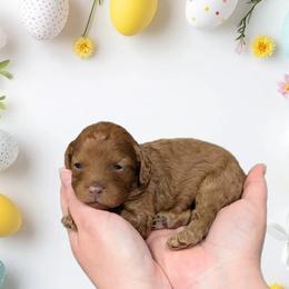 Girl 3 - Red female Cavapoo puppy in Coshocton, Ohio from Forever Family Puppies