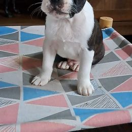 Boston Terrier Puppies from Kingston Boston Terriers