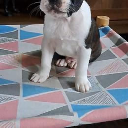 Boston Terrier Puppies from Kingston Boston Terriers