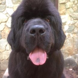 Newfoundland All Grown Up from Sweetwater Newfoundland
