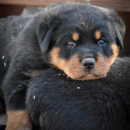 Rottweiler Puppies from Gottlïchen Rottweilers