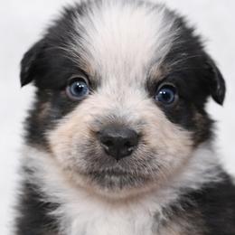 Ducky - Black tri-color female Australian Shepherd puppy in Hearne, Texas from Wigglebutts Unlimited