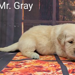 Goldendoodle, Golden Retriever, Labradoodle, and Labrador Retriever Puppies from Robertson's Retrievers and Doodles