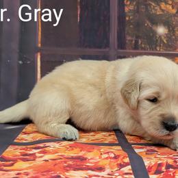 Goldendoodle, Golden Retriever, Labradoodle, and Labrador Retriever Puppies from Robertson's Retrievers and Doodles