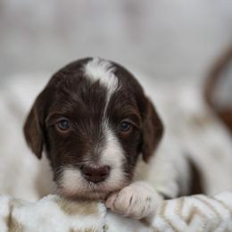 Lily - Brown and white female Bernedoodle puppy in Delta, Pennsylvania from KEE Bernedoodles