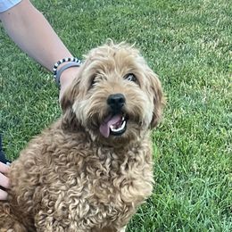 Zoe - Goldendoodle