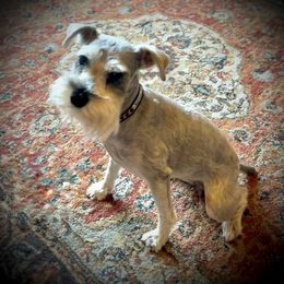 Deedee - Miniature Schnauzer