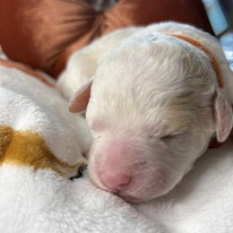 Ginger - White female Lagotto Romagnolo puppy in Lubbock, Texas from Tesoro Riccio