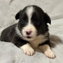 Full fluffy Badger - Black and white male American Corgi puppy in Decatur, Texas from Bar S Corgis