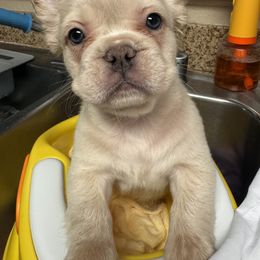 French Bulldog Puppies from SoCalFamilyFrenchies, Doodles and more